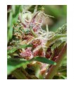 Red Purps fem. Female Seeds