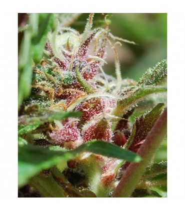 Red Purps 10 u. fem. Female Seeds