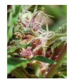 Red Purps 10 u. fem. Female Seeds