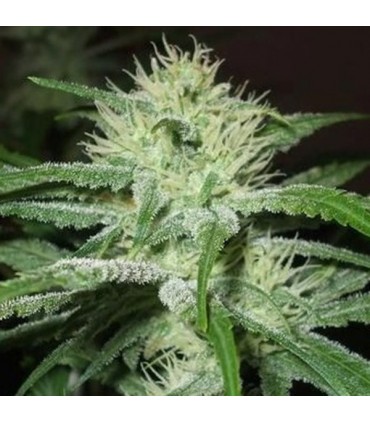Auto Speed Bud Female Seeds