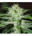 Auto Speed Bud Female Seeds