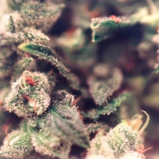 Sweet Soul X-Line 5 u. fem. Female Seeds