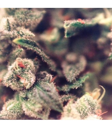 Sweet Soul X-Line 5 u. fem. Female Seeds