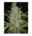 White Grapefruit 10 u. fem. Female Seeds