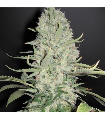 White Widow x Big Bud fem. Female Seeds