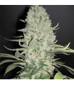 White Widow x Big Bud fem. Female Seeds