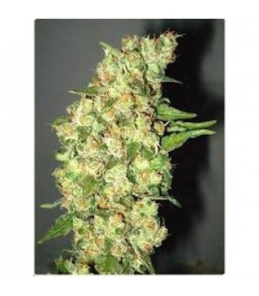 Doble Jack 10 u. fem. Professional Seeds