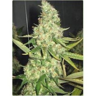 Pure Power Plant 10 u. fem. Professional Seeds