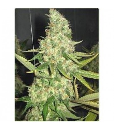 Pure Power Plant 10 u. fem. Professional Seeds