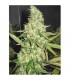Pure Power Plant  3 u. fem. Professional Seeds