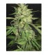 Widow  3 u. fem. Professional Seeds
