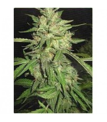 Widow  3 u. fem. Professional Seeds