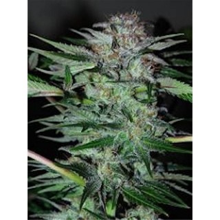 Northern Dwarf  3 u. fem. Professionla Seeds