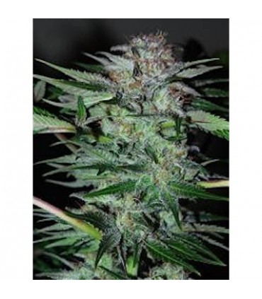 Northern Dwarf  3 u. fem. Professionla Seeds