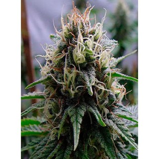 Auto Critical Widow  3 u. fem. Professional Seeds