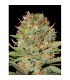 Auto Doble Gum 10 u. fem. Professional Seeds
