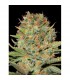 Auto Doble Gum fem. Professional Seeds