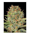 Auto Doble Gum fem. Professional Seeds