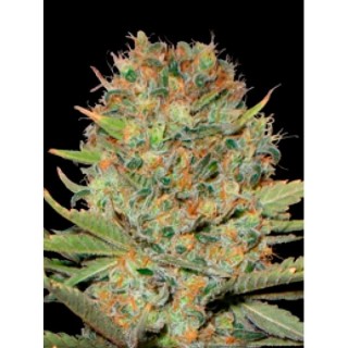 Auto Doble Gum  3 u. fem. Professional Seeds