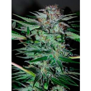 Auto Northern Dwarf fem. Professional Seeds AGOTADA EN ORIGEN
