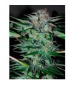 Auto Northern Dwarf fem. Professional Seeds AGOTADA EN ORIGEN