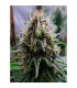 Auto Critical Widow 10 u. fem. Professional Seeds