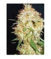 Critical Widow fem. Professional Seeds