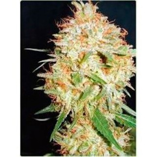 Critical Widow II  3 u. fem. Professional Seeds AGOTADA EN ORIGEN