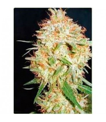 Critical Widow II  3 u. fem. Professional Seeds AGOTADA EN ORIGEN