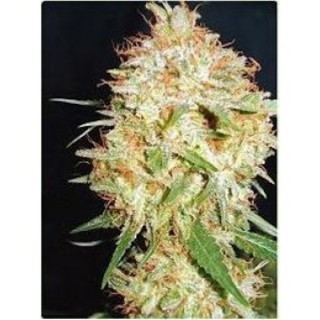 Critical Widow 10 u. fem. Professional Seeds
