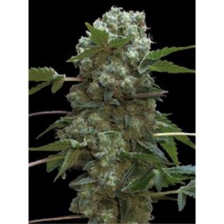 Doble AK 47 - fem. Professional Seeds