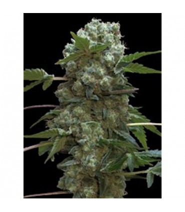 Doble AK 47 - fem. Professional Seeds
