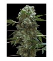 Doble AK 47 - fem. Professional Seeds