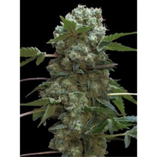 Doble AK 47 - 10 u. fem. Professional Seeds