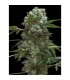 Doble AK 47 -  3 u. fem. Professional Seeds