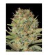 Double Gumm fem. Professional Seeds