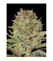 Double Gumm fem. Professional Seeds