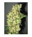 Doble Jack fem. Professional Seeds