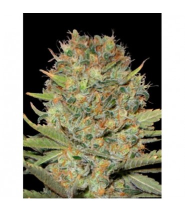 Double Gumm  3 u. fem. Professional Seeds