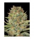 Double Gumm 10 u. fem. Professional Seeds
