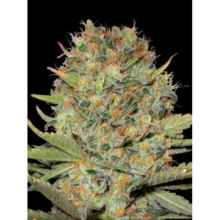 Double Gumm 10 u. fem. Professional Seeds