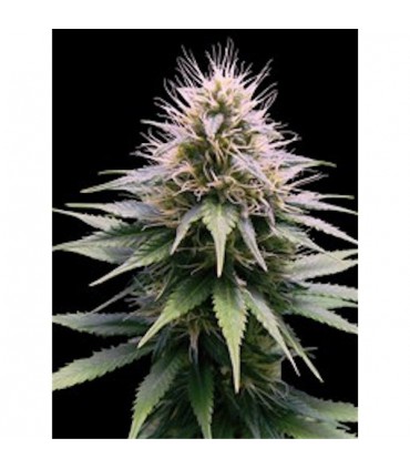 Auto New York Diesel 10 u. fem. Professional Seeds