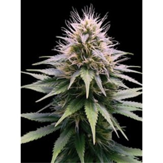 Auto New York Diesel  3 u. fem. Professional Seeds