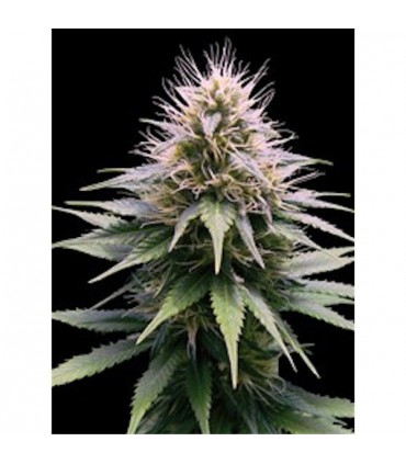 Auto New York Diesel fem. Professional Seeds