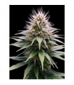 Auto New York Diesel fem. Professional Seeds