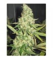 Pure Power Plant fem. Professional Seeds