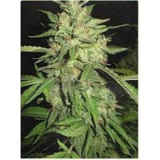 Widow fem. Professional Seeds