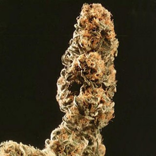 Afghani Special 5 u. fem. KC Brains