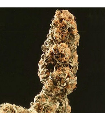 Afghani Special 5 u. fem. KC Brains