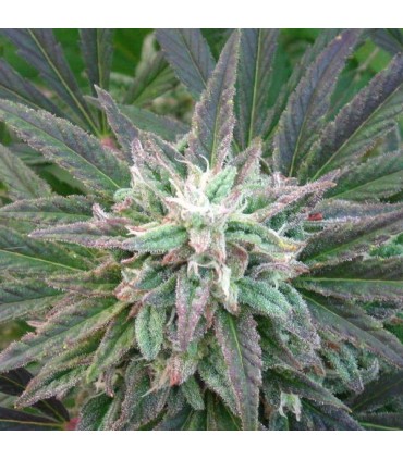 Brains Escape 5 u. fem. KC Brains